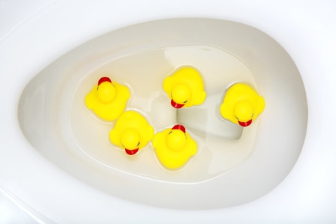 Ducks In Toilet